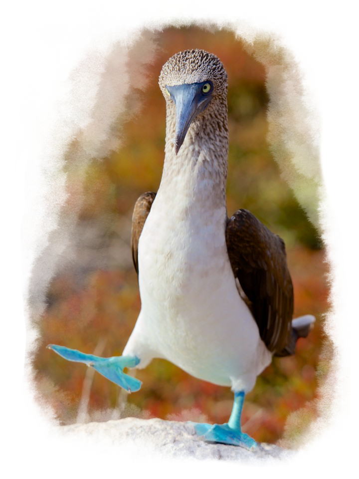 A Blue-footed booby walking with his beak pointing downward.