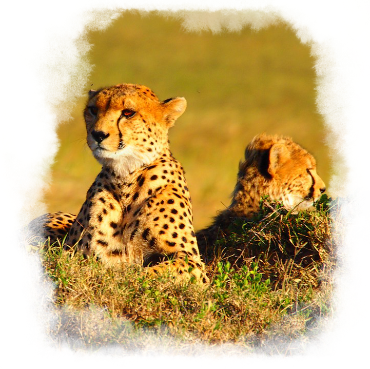 Two cheetahs lying in the grass in a game reserve.