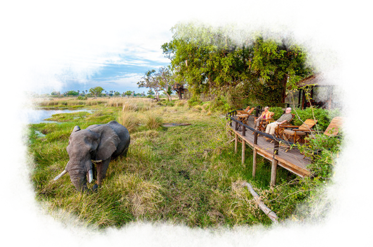 An elephant roams past a lodge in a wildlife preserve.