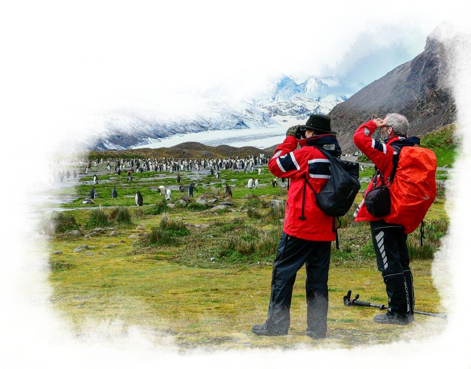 Two men take photos of the penguins.