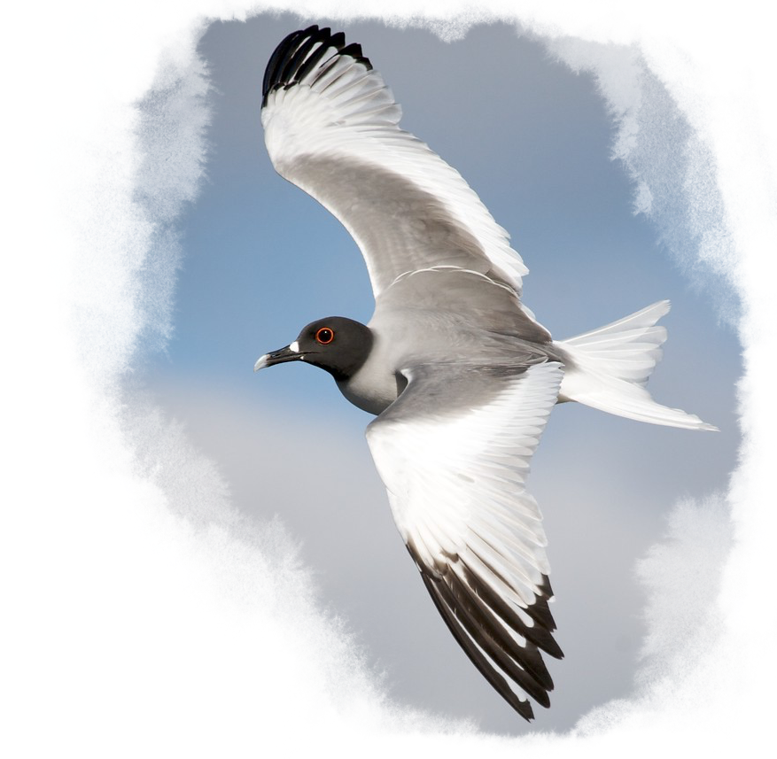 A swallow-tailed gull soaring through the sky.