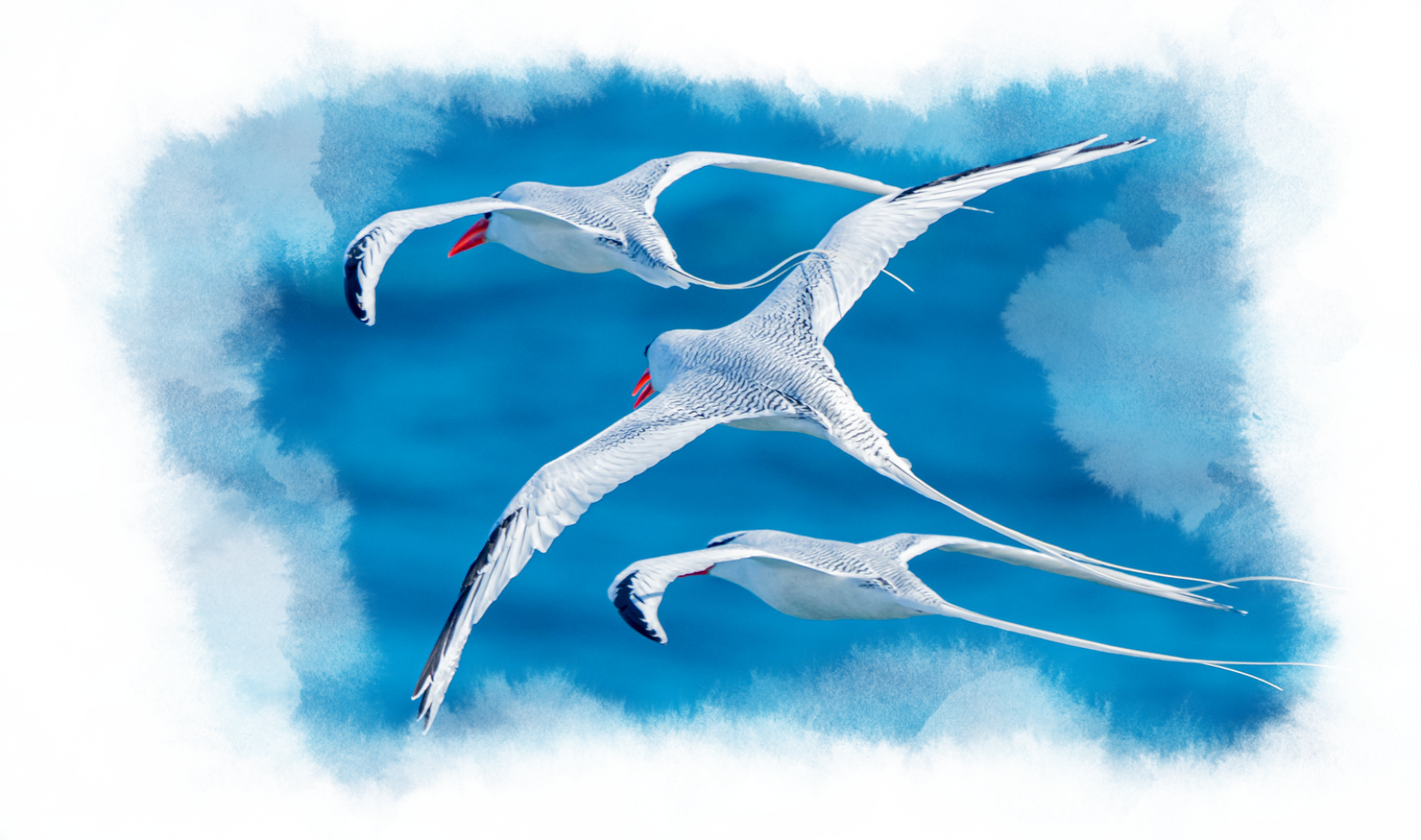 Image of three white birds with red beaks flying though the sky.