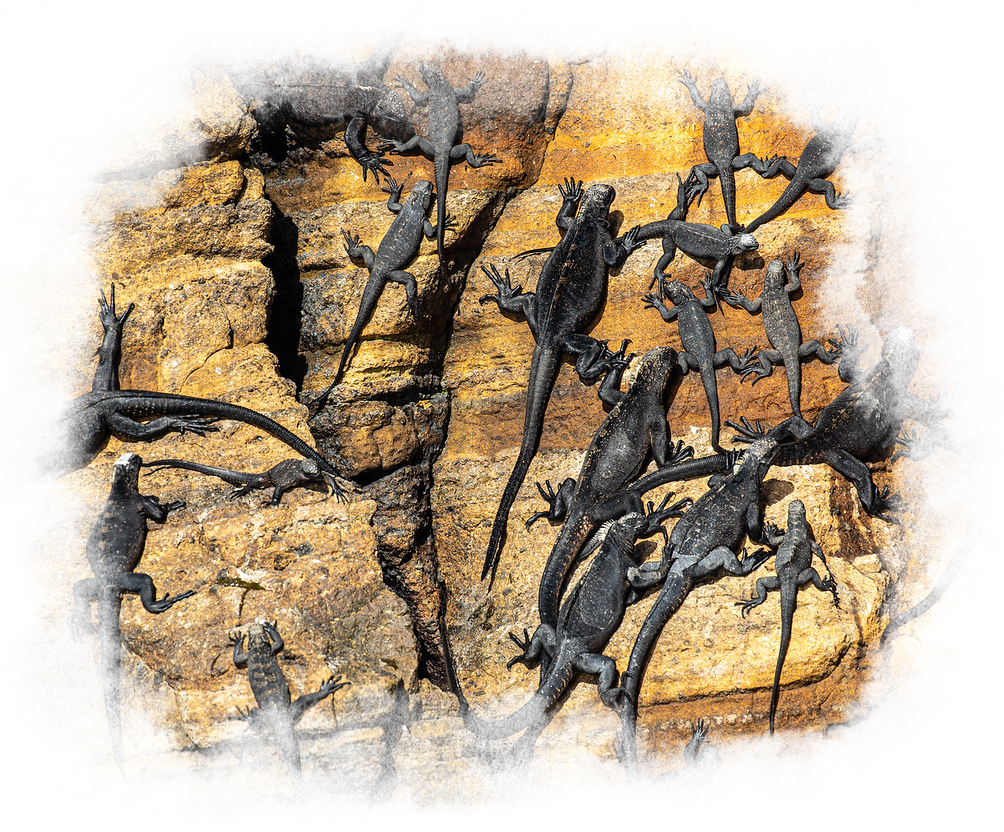 Iguanas climbing a rock wall.