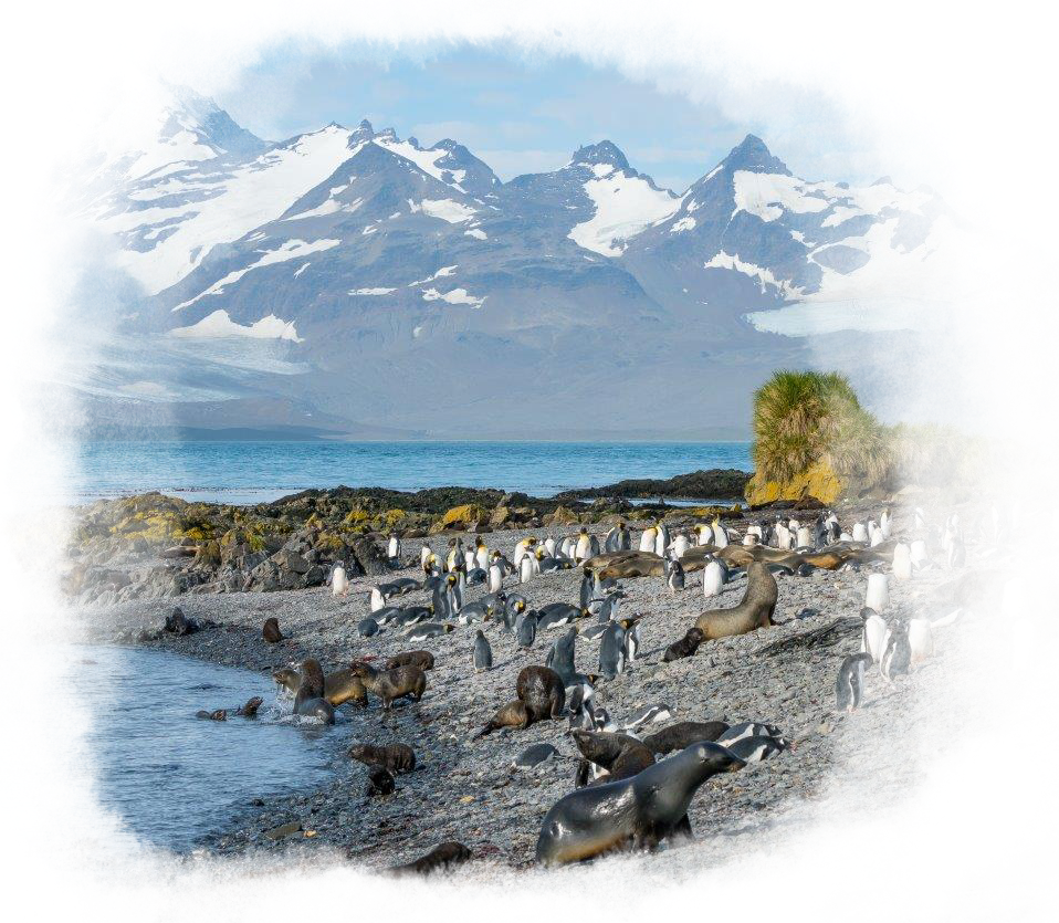 Seals and penguins on the shore.