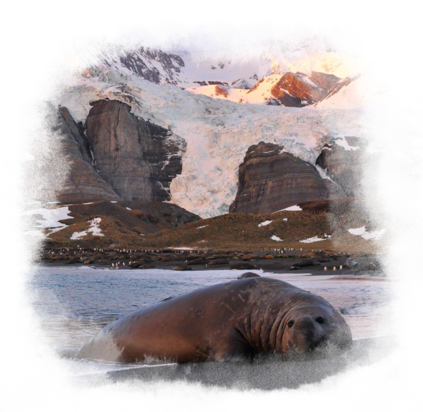 An elephant seal lays on land by the water.