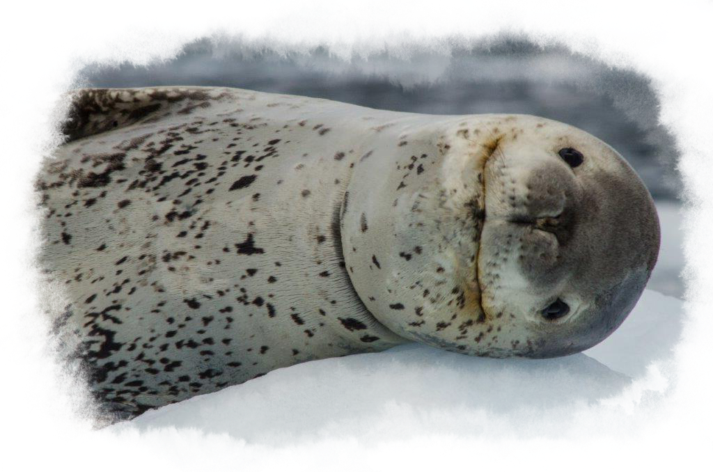 Leopard seal laying on the ice.