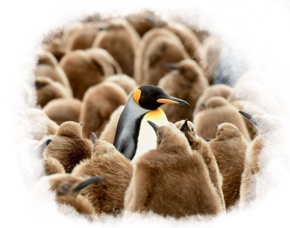 A king penguin with black, white and orange plumage is surrounded by fury brown chicks.