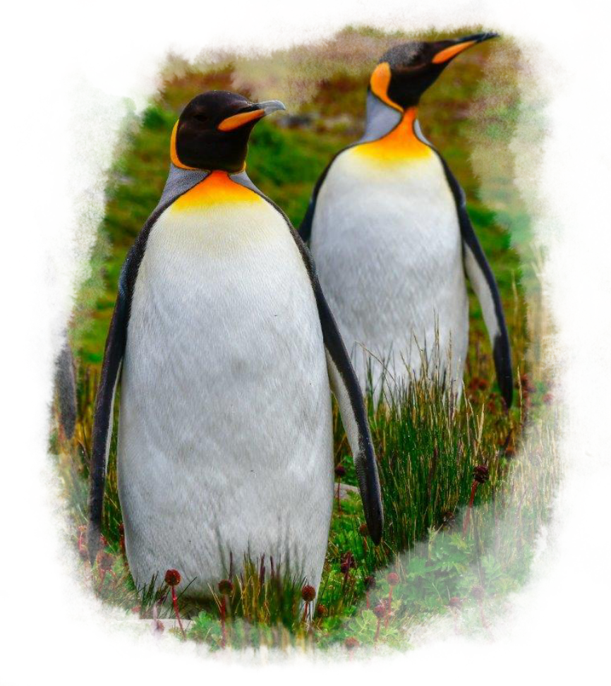 Two king penguins standing tall in the grass.