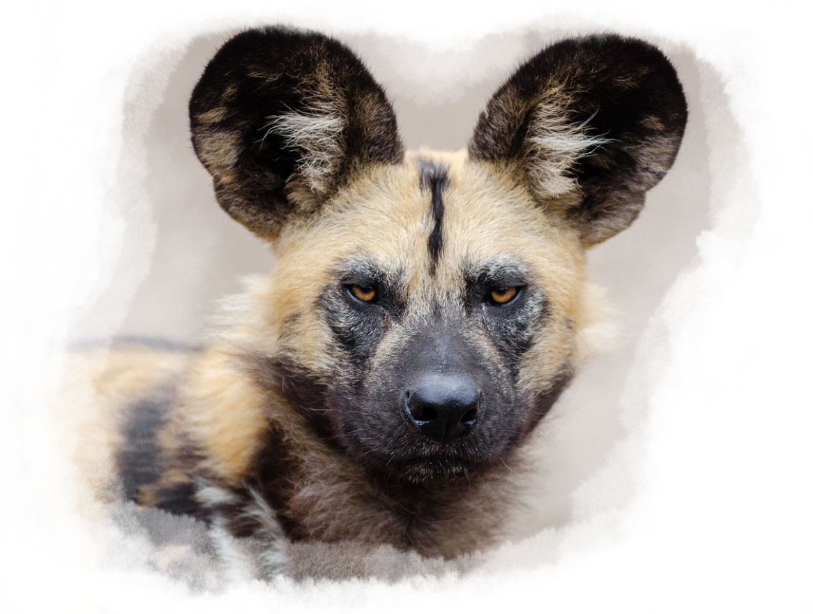 A close up of a hyena.