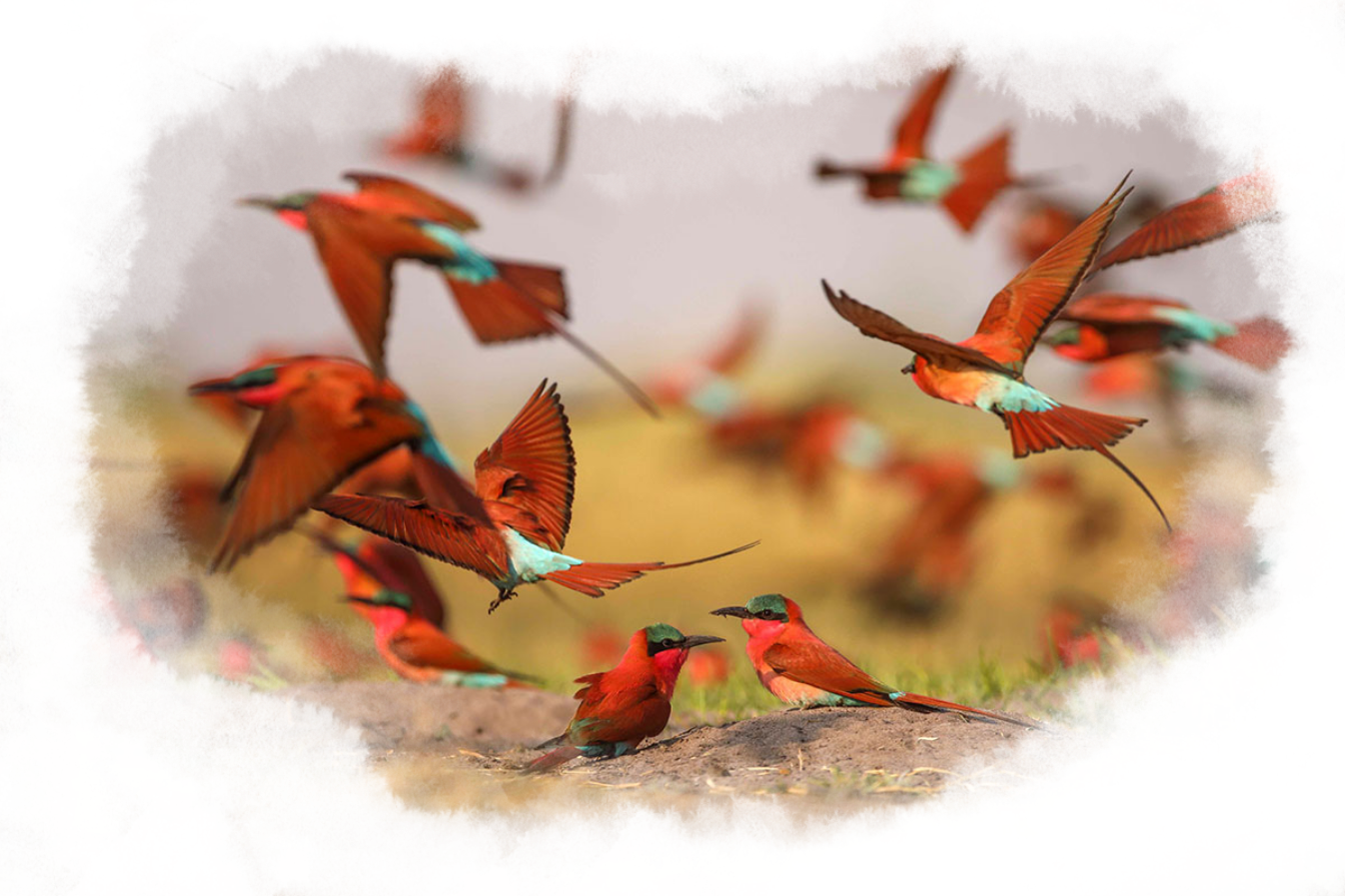 Colorful Southern Carmine Bee-eaters flying.