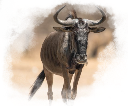 Wildebeest running through the field.