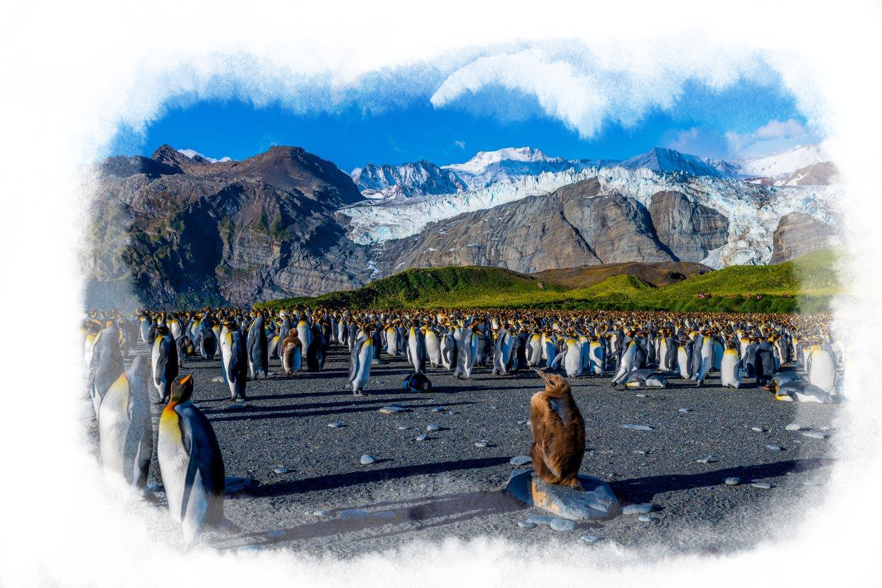 A colony of king penguins in antarctica.
