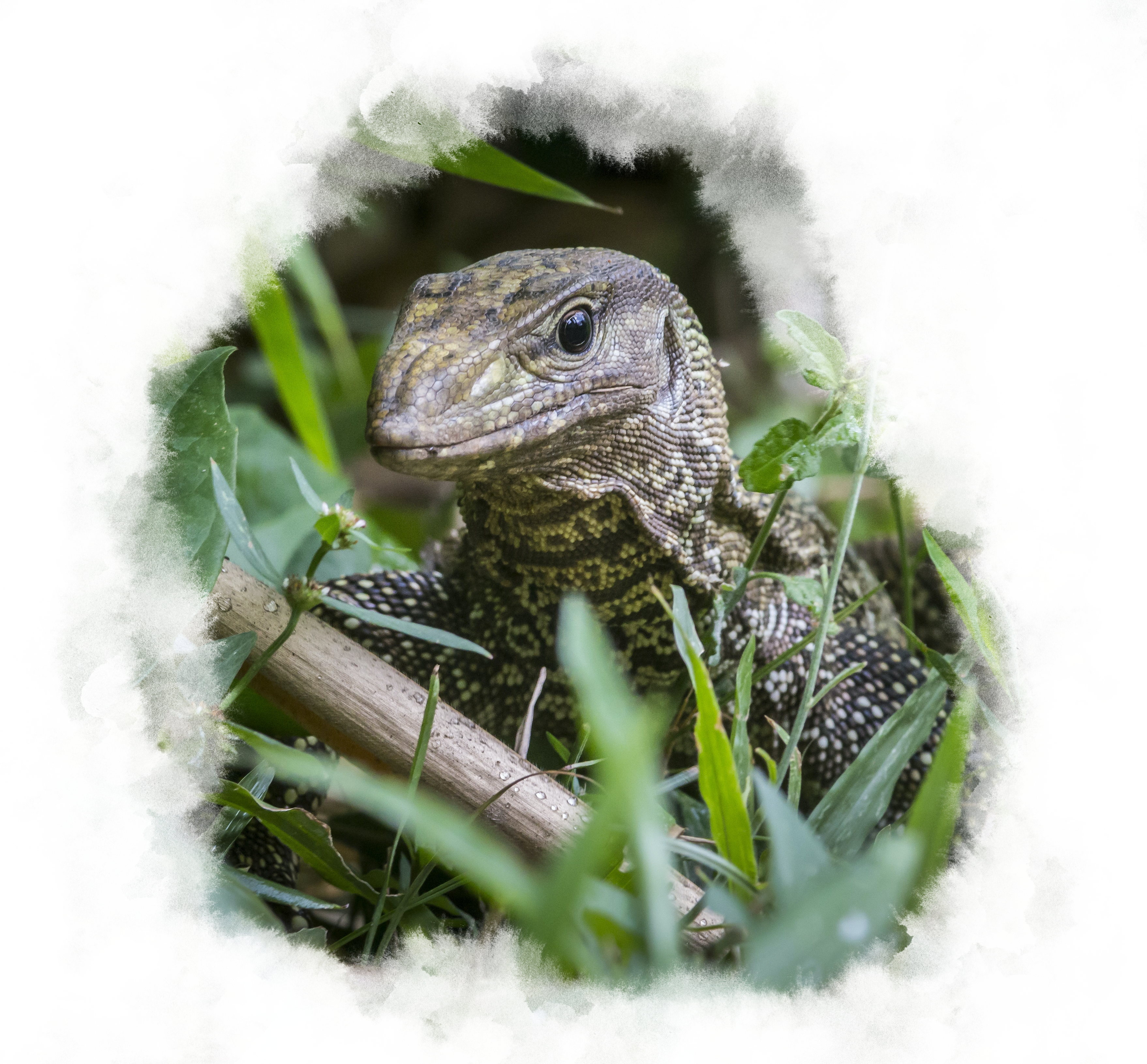 A reptile hides in the long green grass.