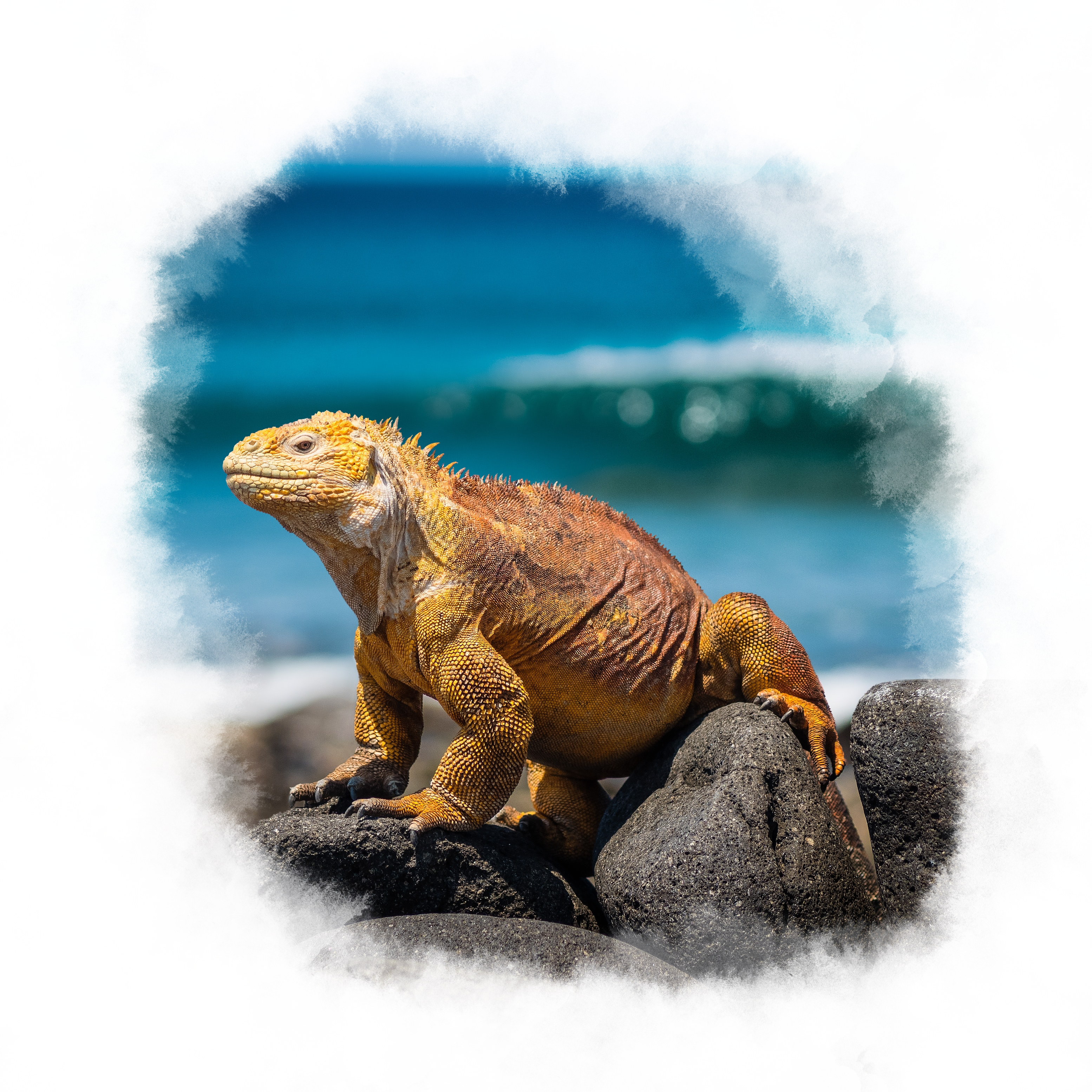 Orange coloured Galapagos land iguana.