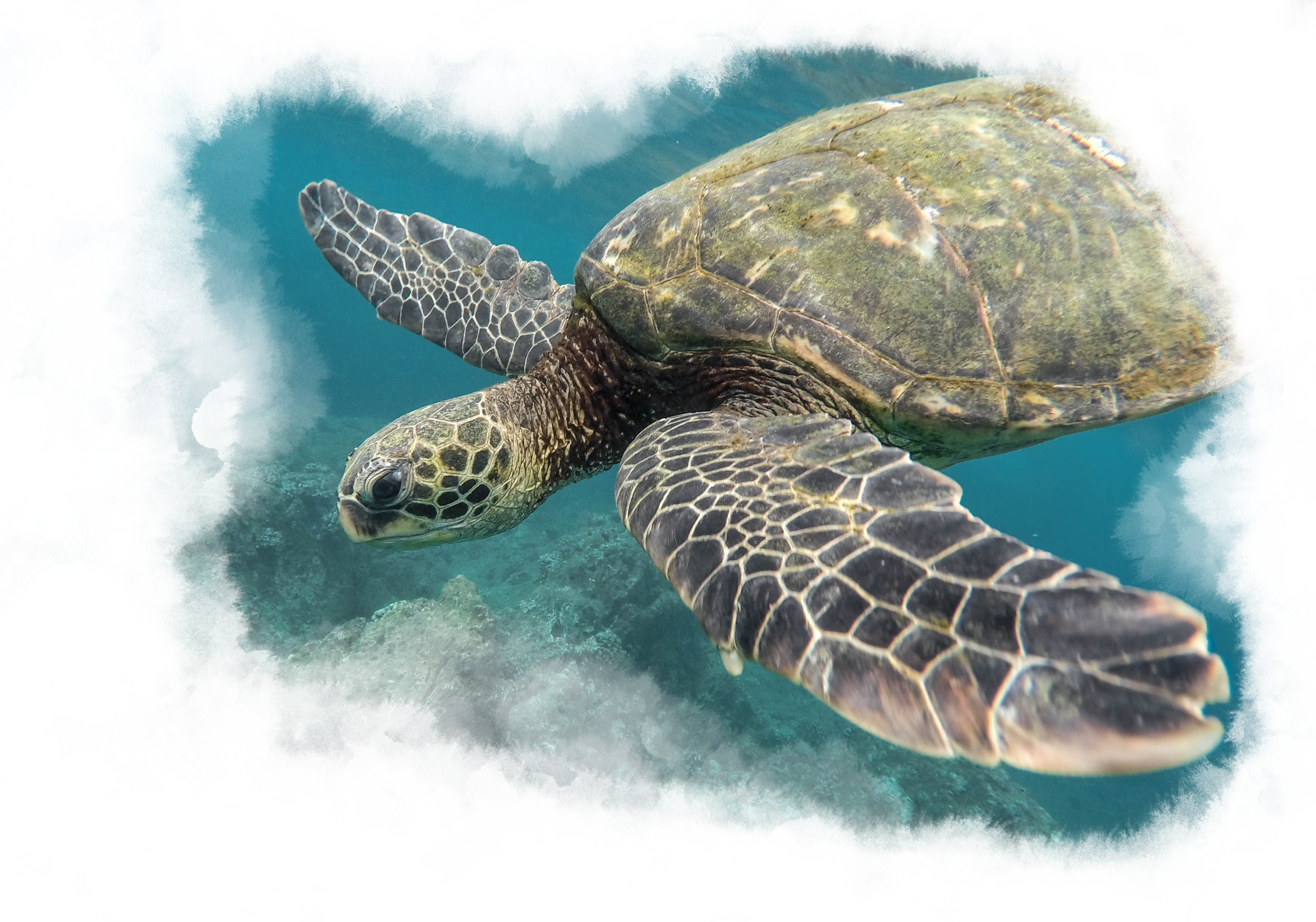 A sea turtle swimming near the ocean floor.
