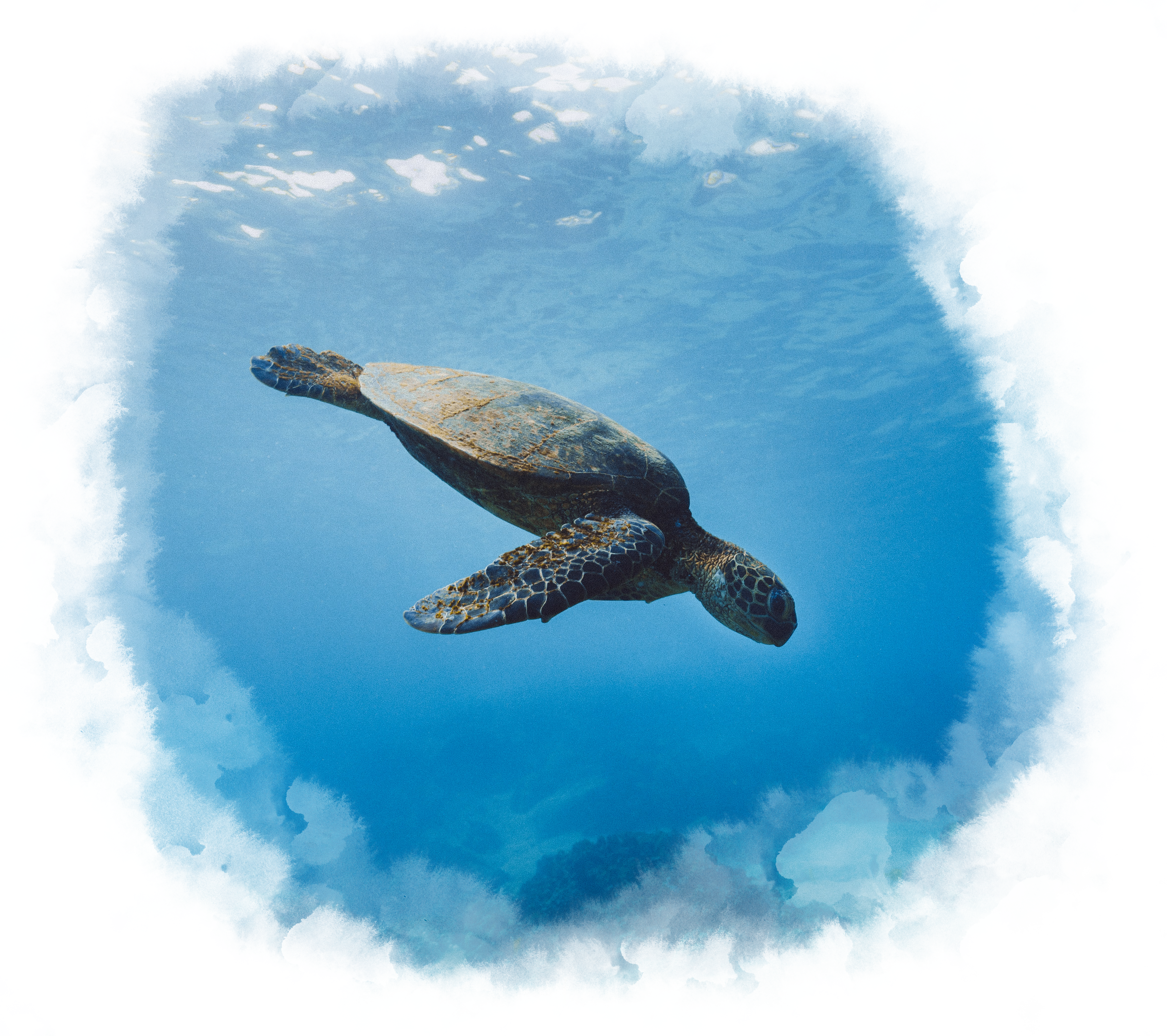 A sea turtle swimming through the clear water.