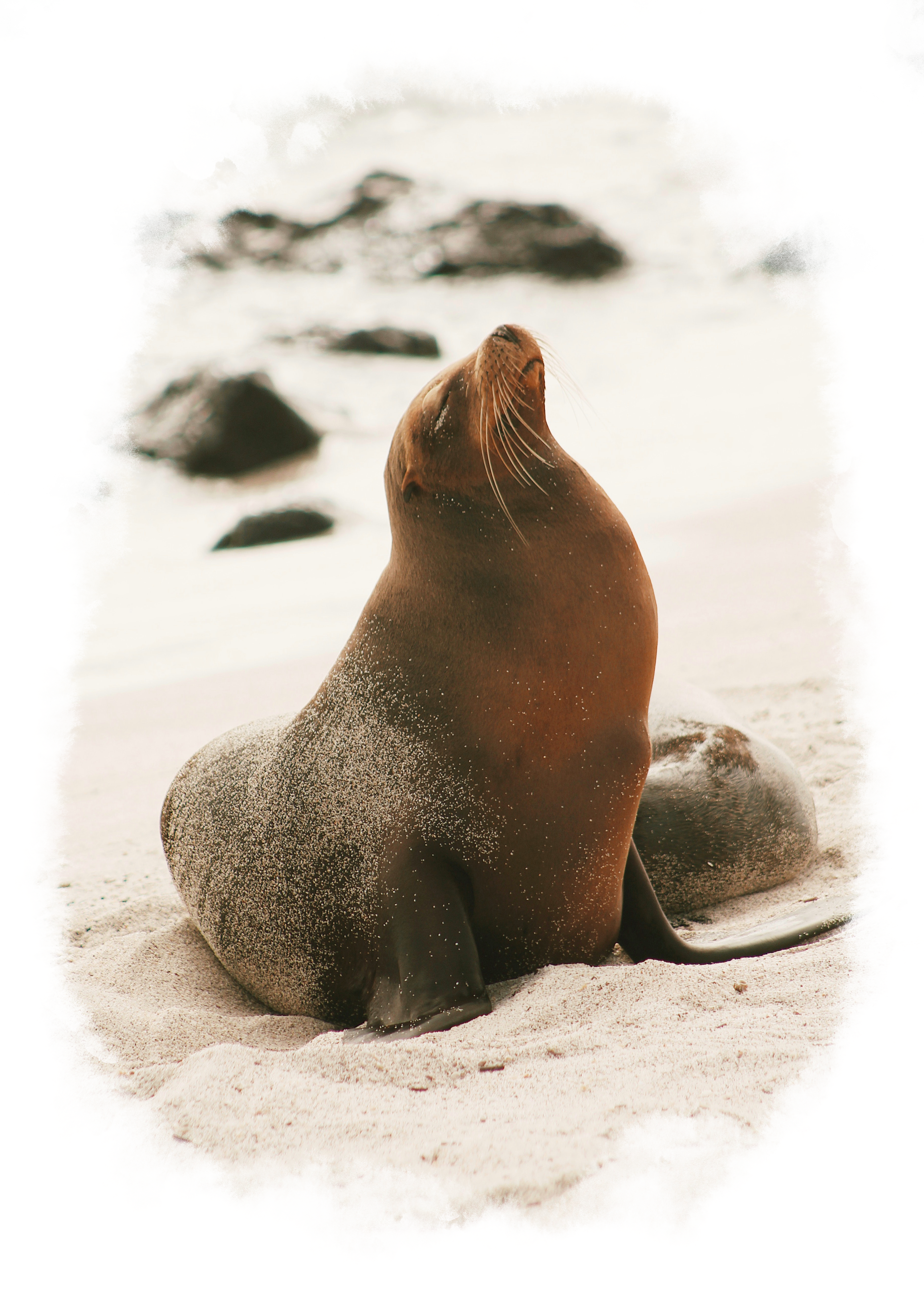 A large sea lion sits up in the sand beside a sea lion pup.