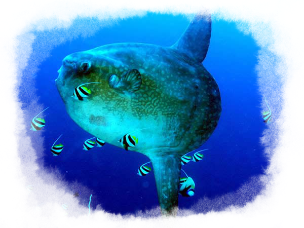 A Mola mola, commonly known as a sunfish is seen swimming. Other little fish tag along beside the mola mola.