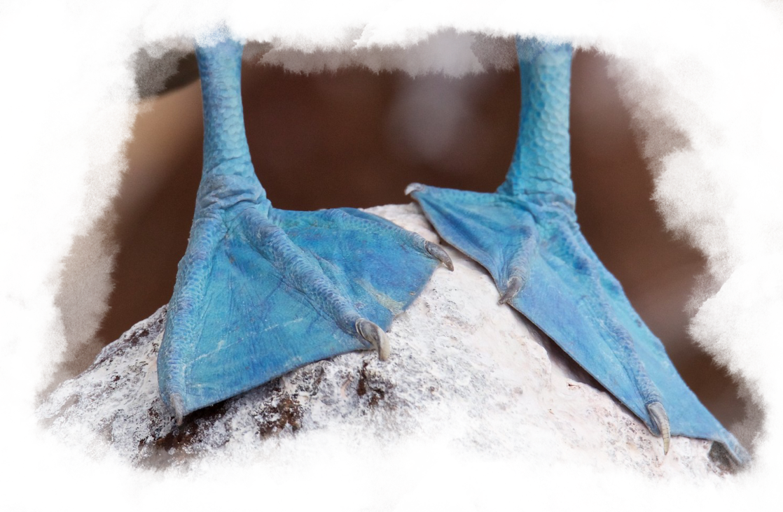 Close up of the Blue-footed booby’s feet against a pale rock.