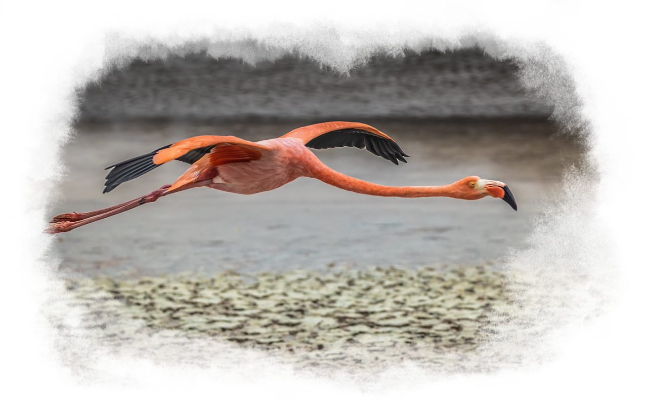 A flamingo flys over the marshland close to the water.