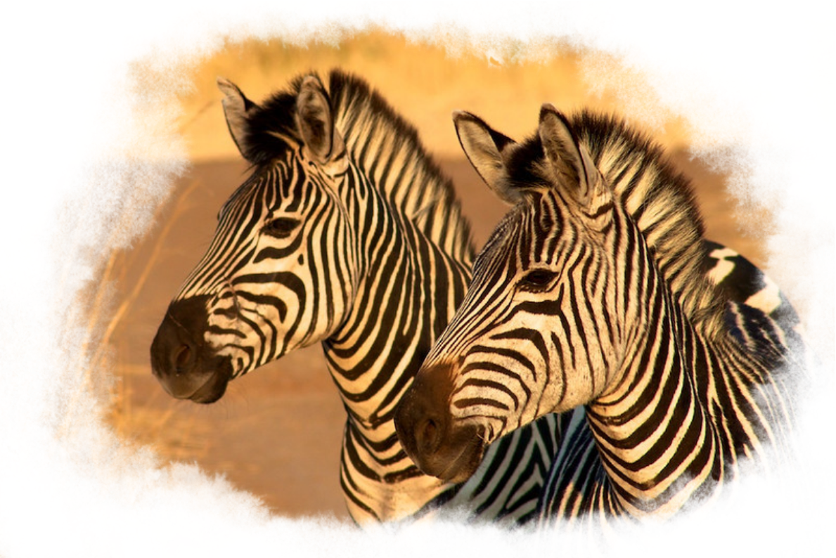 Two zebras stand beside each other.
