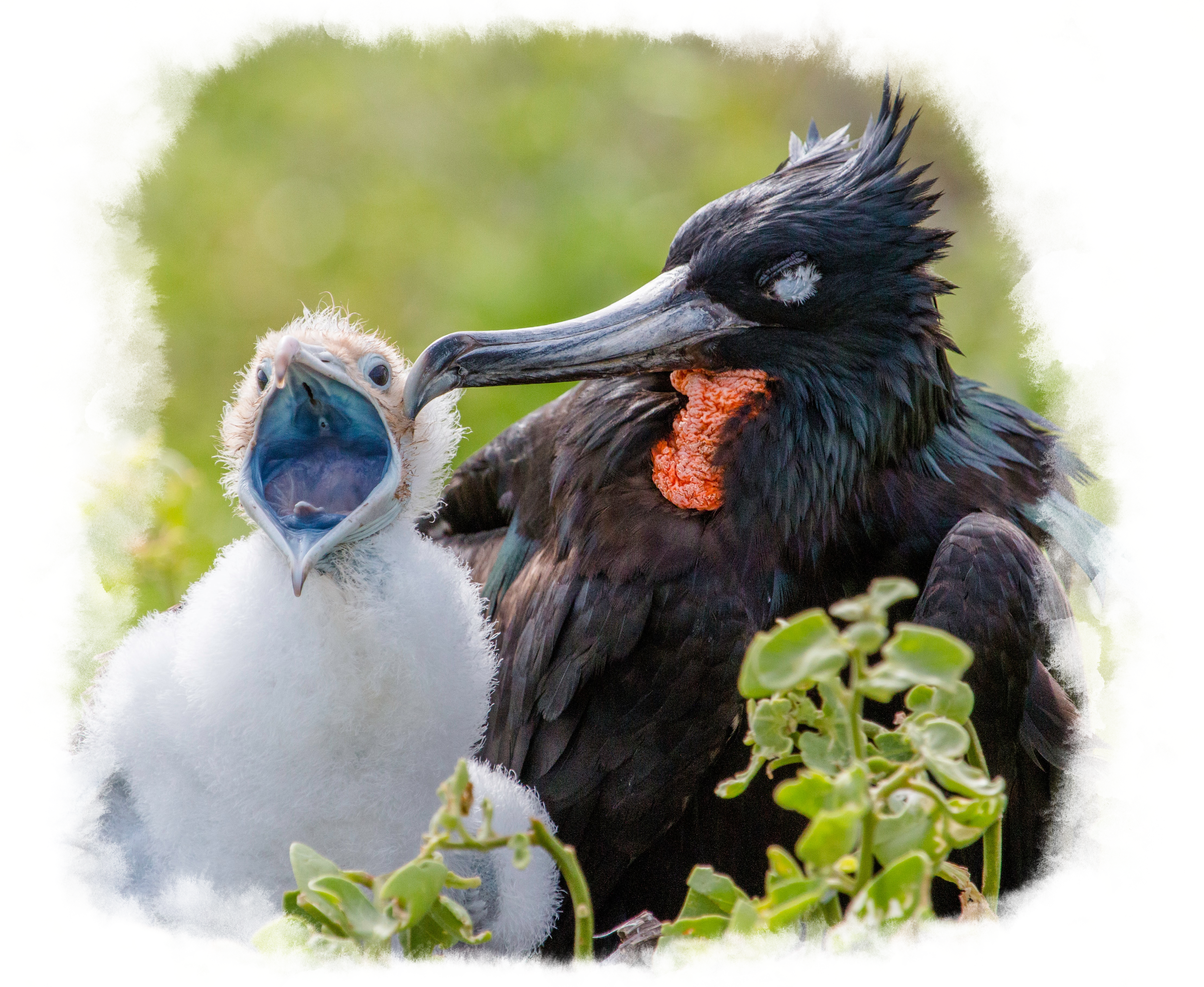 A Frigatebird and its baby.