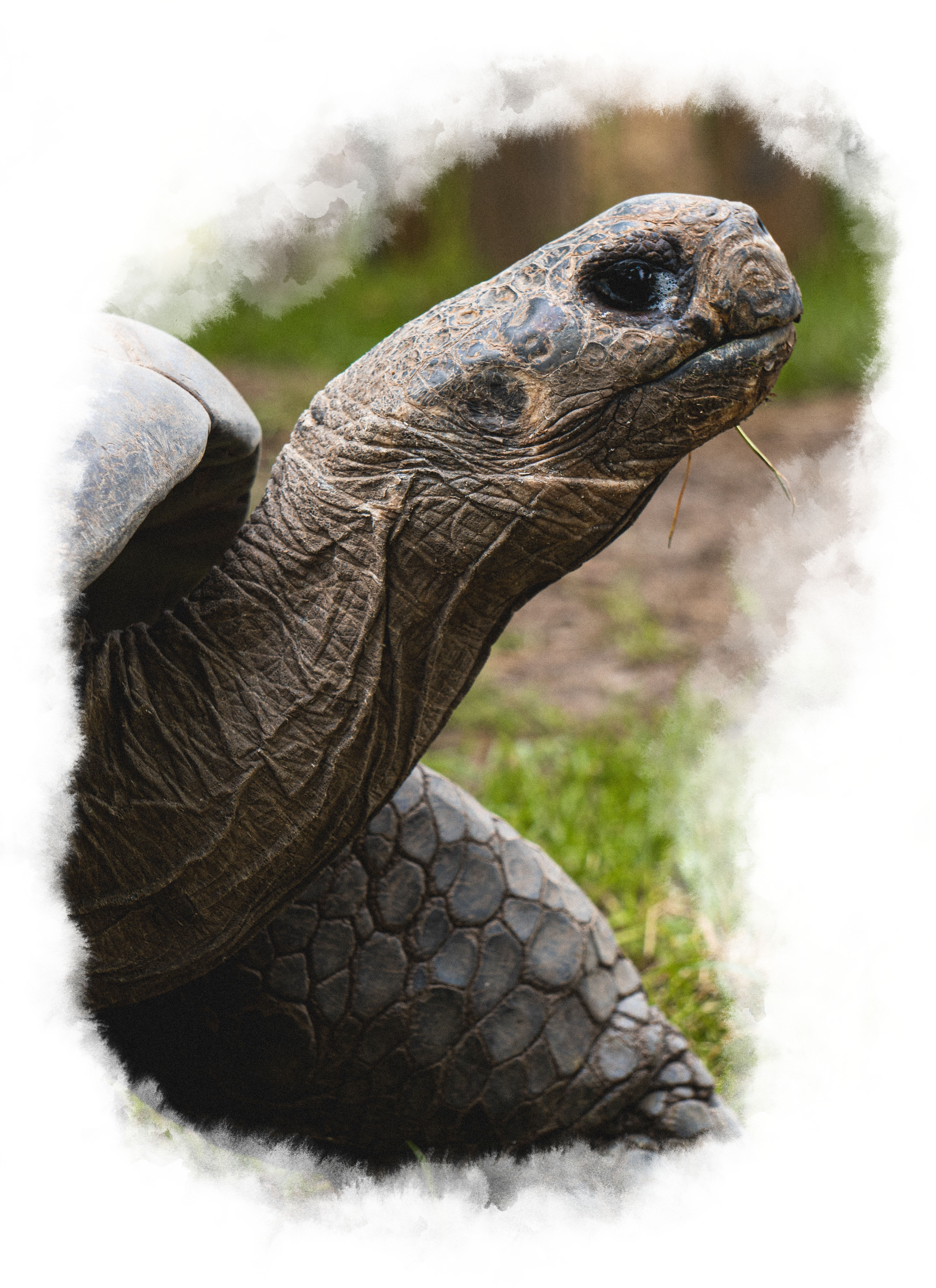Side picture of a tortoise eating grass.