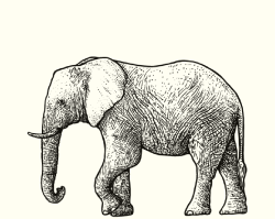Sketch illustration of an elephant.