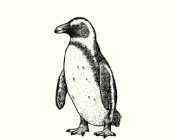 Sketch illustration of a penguin.