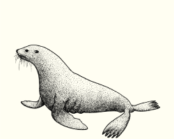 Sketch illustration of a sea lion.